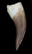 Fossil Plesiosaur Tooth - Morocco #35891-1